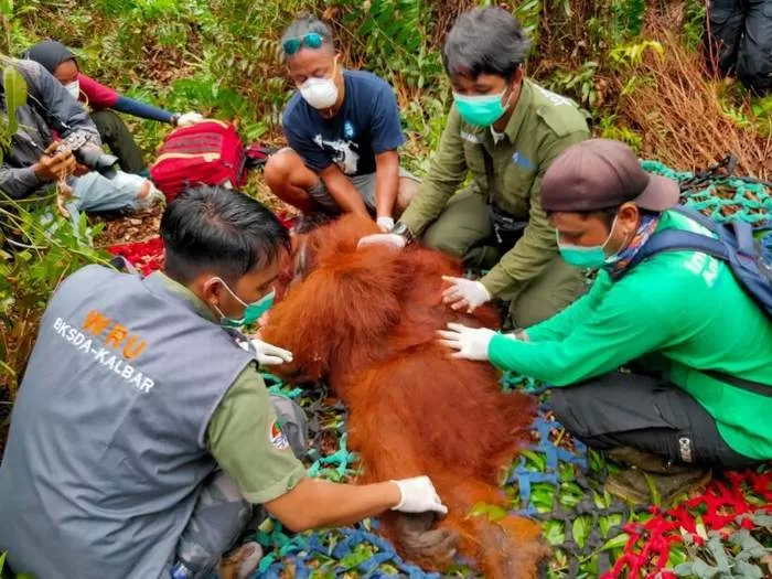 TRANSLOKASI : Tim gabungan mengevakuasi dan memindahkan satu orangutan yang sering masuk ke kebun warga di Kecamatan Matan Hilir Selatan, (18/8).
