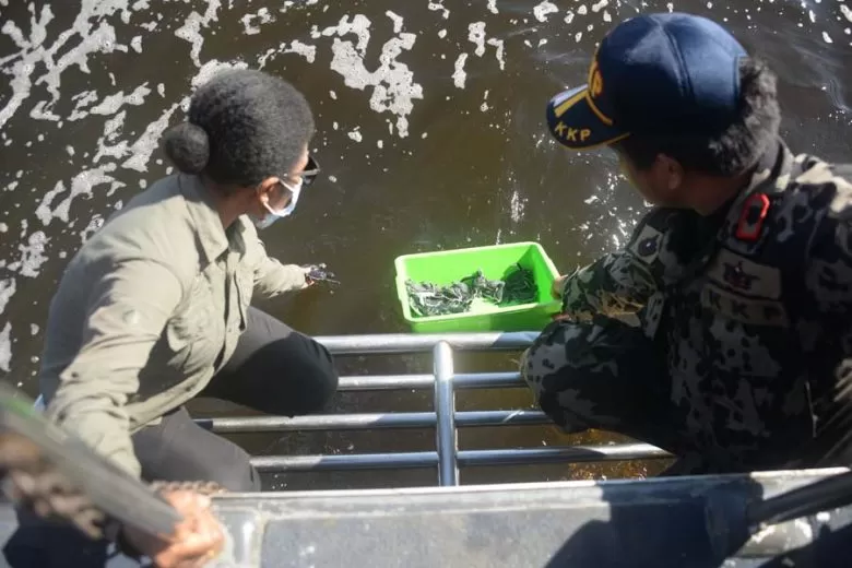 LEPAS LIAR: Kepala BPSPL dan PSDKP Pontianak melakukan pelepasliaran tukik di perairan Pulau Datuk, Kabupaten Mempawah.  ARIEF NUGROHO/PONTIANAK POST
