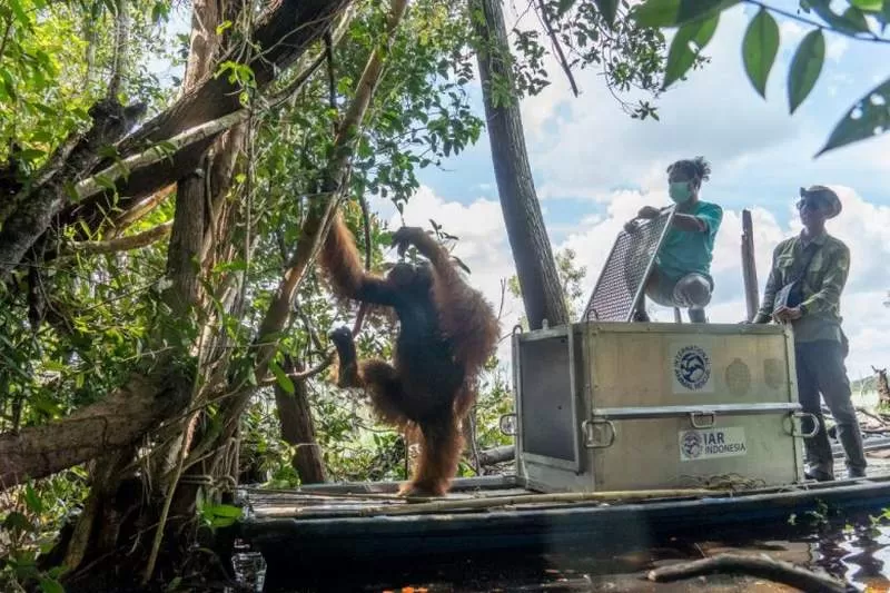 TRANSLOKASI: Tim gabungan melepaskan orangutan liar yang diselamatkan dari kebun warga di Desa Tempurukan, Kecamatan Muara Pawan, Selasa (29/9). ISTIMEWA