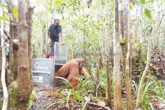 TRANSLOKASI: Orangutan bernama Boncel, dipindahkan ke lokasi yang lebih aman setelah sebelumnya dievakuasi dari kebun milik warga, 30 Desember lalu. ISTIMEWA