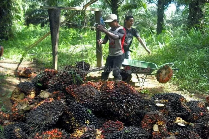 Harga kelapa sawit naik yang membuat perekonomian Kalbar membaik.