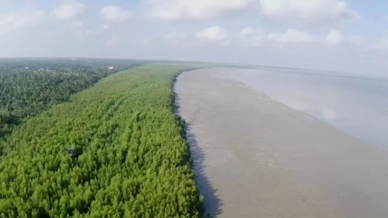 MANGROVE: Hamparan hutan mangrove di pesisir pantai Kabupaten Mempawah.