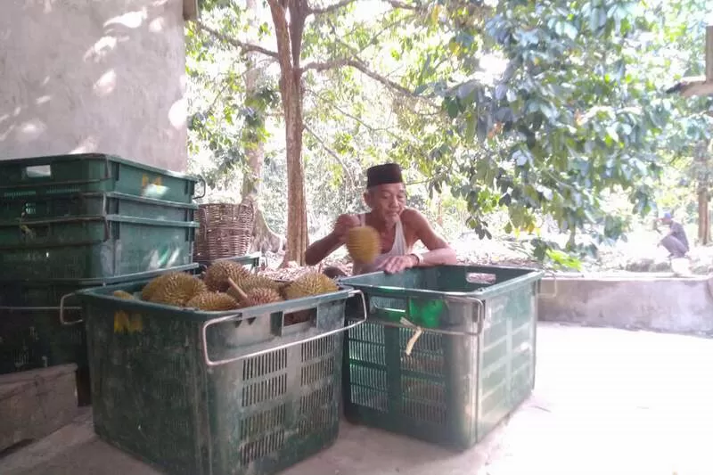 PANEN : Wak Madon, pemilik kebun durian dari Desa Punggur Kecil. Dua bulan terakhir ia sibuk memanen durian di kebunnya yang kini berusia hampir 40 tahun. SITI/PONTIANAK POST