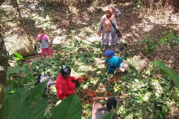 PANEN RAMBUTAN: Subahai bersama keluarganya saat mengumpulkan buah rambutan usai dipanen di Desa Pal 9, Kubu Raya. HARYADI/PONTIANAK POST