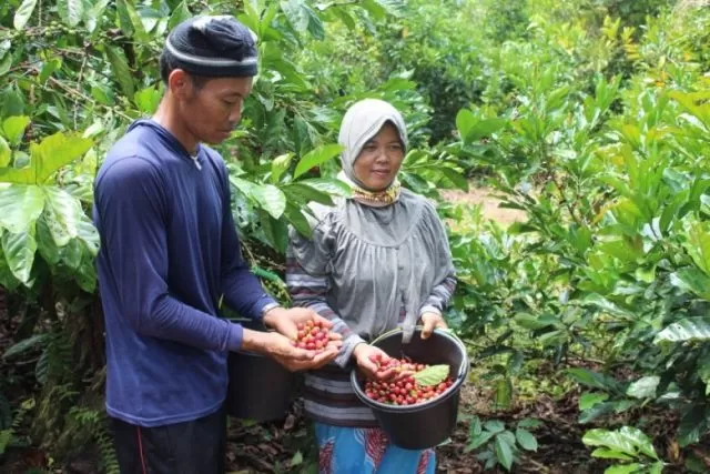 PETANI KOPI: Pasangan Mukadi dan Nursalikah, petani hebat kopi Liberika Kayong Utara dari Desa Podorukun, Kecamatan Seponti. DANANG PRASETYO/PONTIANAK POST