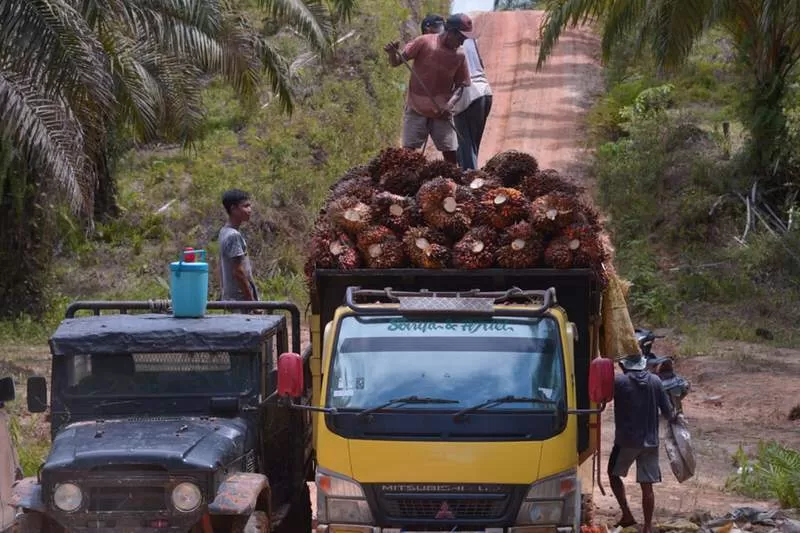 BONGKAR MUAT: Sejumlah pekerja sedang bongkar muat hasil sawit di Desa Miau Merah, Simpang Silat, Kabupaten Kapuas Hulu, Kalimantan Barat. Sawit menjadi salah satu komoditi unggulan selain karet di Kalimantan Barat. MEIDY KHADAFI/PONTIANAK POST