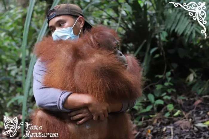 LEPAS LIAR: Kegiatan pelepasliaran orangutan di Sub DAS Mendalam, Kecamatan Putussibau Utara. DOKUMEN YPOS