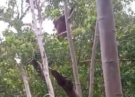 ORANGUTAN : Potongan video, seekor orangutan saat berada di Dusun Semanai, Desa Simpang Tiga, Kecamatan Sukadana, Kabupaten Kayong Utara, Kalbar bergelantungan di pohon. (Istimewa)