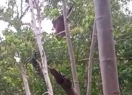 ORANGUTAN : Potongan vidio, seekor orangutan saat berada di Dusun Semanai, Desa Simpang Tiga, Kecamatan Sukadana, Kabupaten Kayong Utara, Kalbar bergelantungan di pohon. (Istimewa)