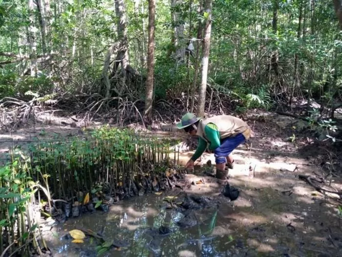 TANAM MANGROVE: Warga Desa Sungai Nibung menanam bibit mangrove jenis bakau merah di Dusun Tanjung Burung sebagai salah satu upaya pelestarian. (Ashri Isnaini/Pontianak Post)