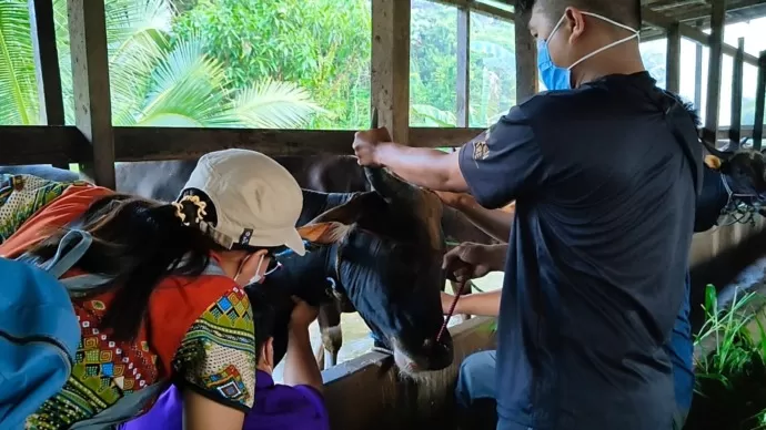 PERIKSA : Petugas Disbunnak Sanggau saat melakukan pemeriksaan sapi sebagai antisipasi penularan penyakit mulut dan kuku. (DOKUMEN DISBUNNAK SANGGAU)