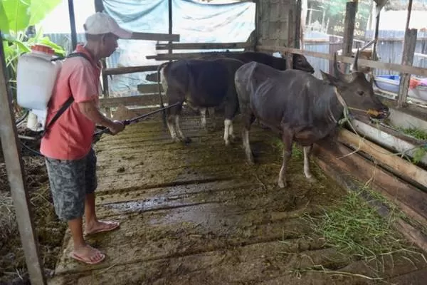 ANTISIPASI: Seorang peternak sapi di Kecamatan Pontianak Utara melakukan penyemprotan disinfektan untuk mengantisipasi penyebaran penyakit mulut dan kuku pada hewan ternak. (ARIEF NUGROHO/PONTIANAK POST)