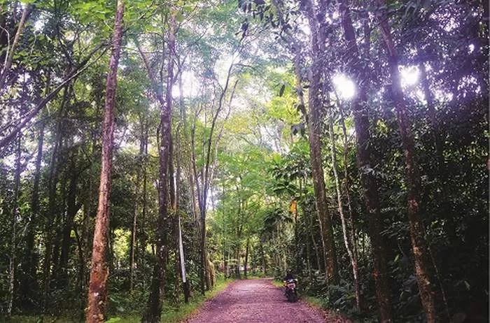 HUTAN KOTA: Taman Arboretum Sylva yang dikelola Universitas Tanjungpura (Untan) Pontianak, berada di komplek Untan Pontianak, menjadi salah satu kawasan hutan penyangga di wilayah Kota Pontianak. MEIDY KHADAFI/PONTIANAK POST