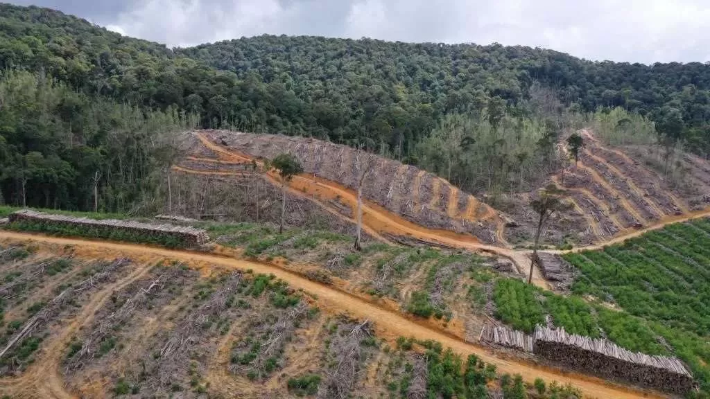 PEMBUKAAN HUTAN: Kondisi bukaan hutan yang di area konsesi PT Mayawana Persada di Kabupaten Ketapang dan Kayong Utara. Pembukaan hutan tersebut diduga memicu deforestasi dan kerusakan ekologis. (WALHI KALBAR DAN SATYA BUMI FOR PONTIANAK POST)