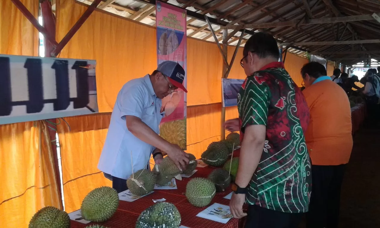 NYICIP: Anggota Komunitas Durian Travel Indonesai, Budi Karya (pakai topi) saat melakukan penjurian kontes durian di Desa Wisata Mandi Kapau, Rabu (8/1) kemarin.