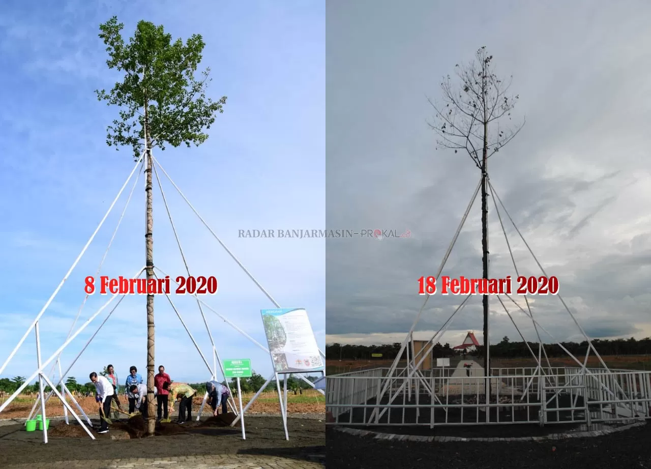 MERANGGAS: Kondisi pohon mersawa yang ditanam Presiden RI Joko Widodo di Hutan Pers Taman Species Endemik Indonesia di kawasan Perkantoran Pemprov Kalsel, pada peringatan Hari Pers Nasional (HPN) 2020 di Kalsel, Sabtu (8/2) lalu. Tampak meranggas, hal itu ditandai dengan daunnya yang mengering dan berguguran. | FOTO:  SUTRISNO/RADAR BANJARMASIN