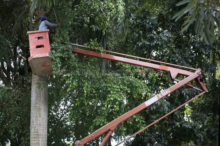 GUNAKAN CRANE: Petugas dari tim Sweeping Pohon Tua Disperkim Kota Banjarbaru memangkas beberapa dahan atau batang pohon yang dianggap rawan membahayakan pengguna jalan. | Foto: Muhammad Rifani