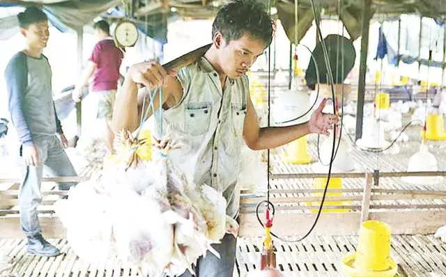 MENURUN: Penjual ayam potong di Kalsel. Permintaan dari sejumlah katering, hotel dan pasar tradisional menurun drastis.