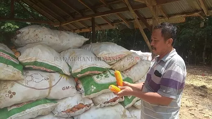 DISIMPAN: Sarjana memperlihatkan tanaman jagung yang sudah di panen harus disimpan, hingga perusahaan pakan ternak memerlukan kembali. | Foto: Ardian Hariyansyah/Radar Banjarmasin