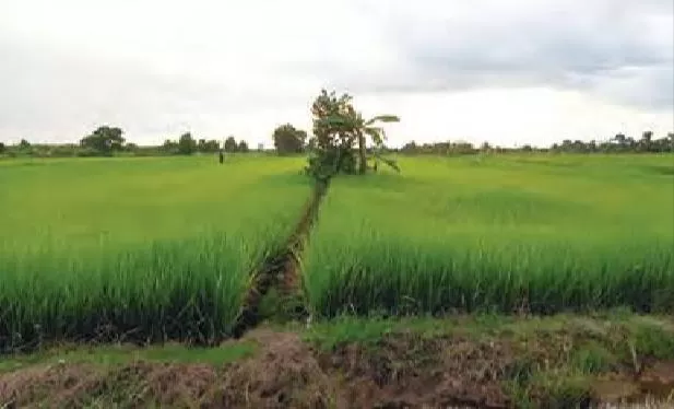 LUAS: Lahan pertanian di Kabupaten Barito Kuala.