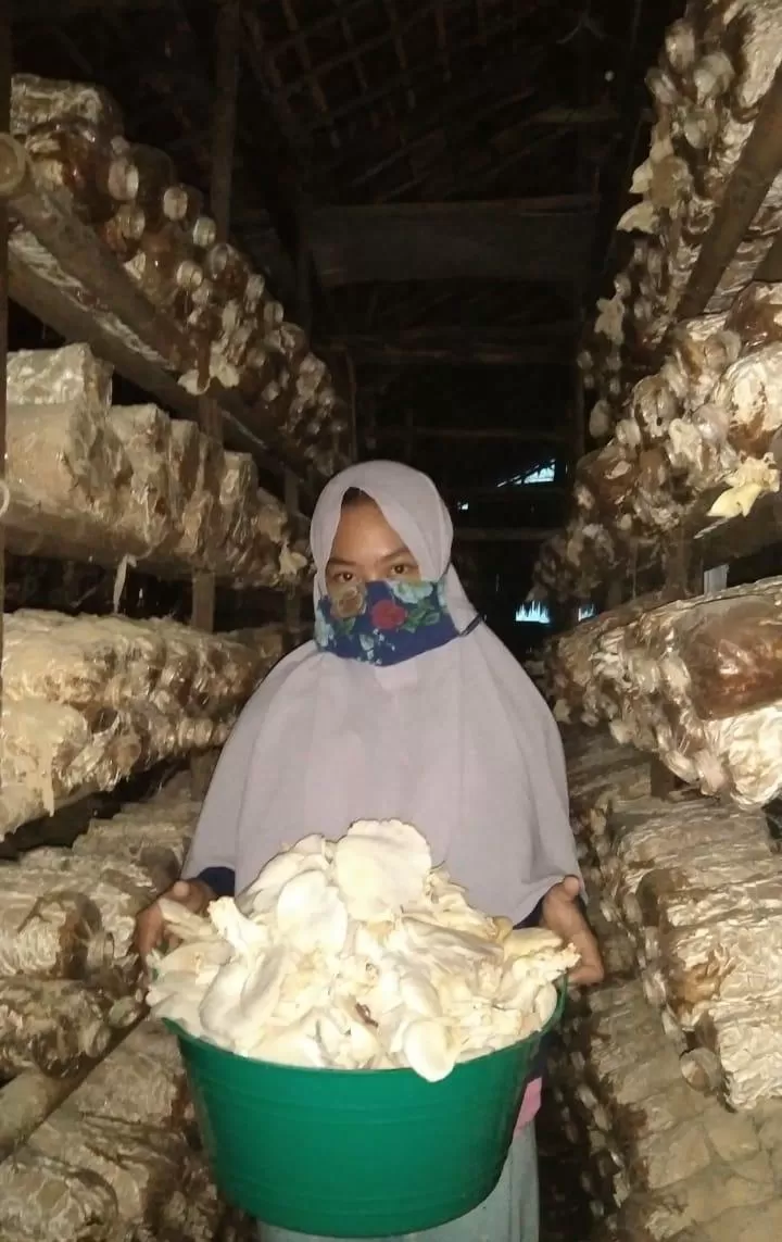 Kelompok PWMP tahun 2019 ini menekuni bidang usaha jamur tiram, yang  beranggotakan Amilya Safitri, Nursaadah Modeong, Putri Annisah. Ketiga siswa kelas XI Agribisnis Perkebunan ini melakukan usahanya di Desa Jejangkit Muara, Kecamatan Jejangkit, Kabupaten Barito Kuala.