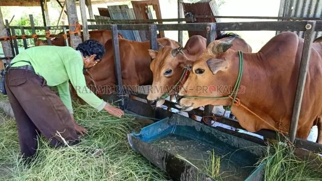 KASIH MAKAN: Peternak di Banjarmasin memberi makan sapi yang akan dijual untuk Idul Adha nanti. | FOTO: ENDANG SYARIFUDDIN/RADAR BANJARMASIN
