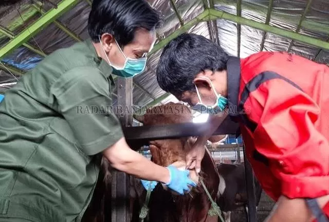 CEK SAPI: Medik veteriner dari DKP3 Banjarmasin mengecek kesehatan sapi di RPH Tembus Mantuil yang akan dijual untuk hewan kurban. | FOTO: WAHYU RAMADHAN/RADAR BANJARMASIN
