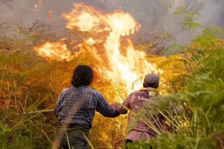 Foto ilustrasi kebakaran hutan