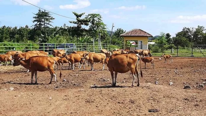 PESAN DI LUAR: Dinas Perkebunan dan Peternakan (Disbunnak) Kalsel memesan sapi potong dari Nusa Tenggara Barat, Nusa Tenggara Timur, dan daerah-daerah lainnya di luar daerah. Padahal peternak sapi masih mengeluhkan penjualan ternak mereka yang lesu. | DOK/RADAR BANJARMASIN