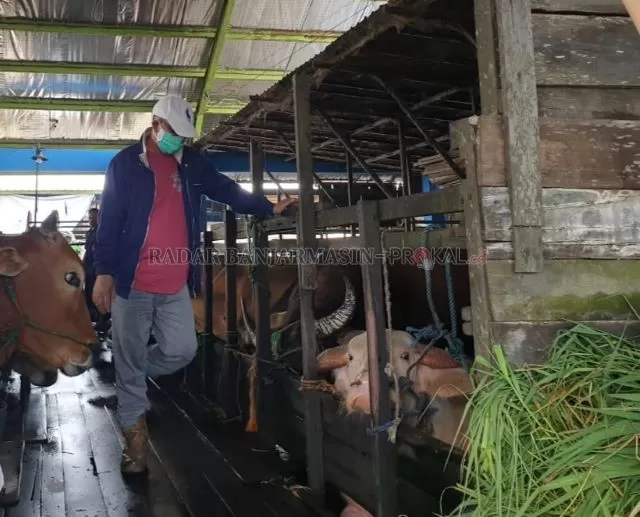 EKONOMI LESU: Budi Wijaya di kandang sapinya di Jalan Veteran, Banjarmasin Timur. Dia kini cuma bisa menjual sekitar 70 ekor sapi. | FOTO; ENDANG SYARIFUDDIN/RADAR BANJARMASIN