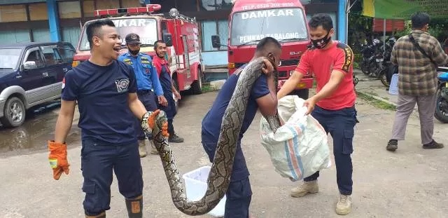 TANGKAP ULAR : Petugas Damkar Pemkab Tabalong memasukkan ular sanca yang berhasil ditangkapnya  ke dalam karung.