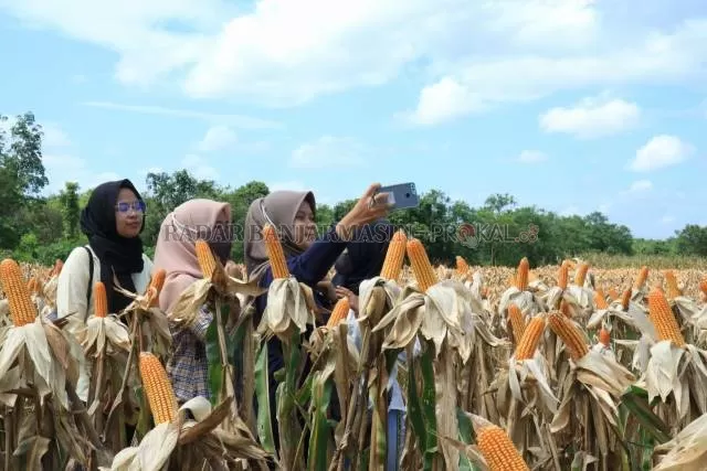 ABADIKAN MOMEN: Beberapa gadis sedang asyik berfoto di tengah tanaman jagung hibrida. | Foto: Rasidi Fadli/Radar Banjarmasin