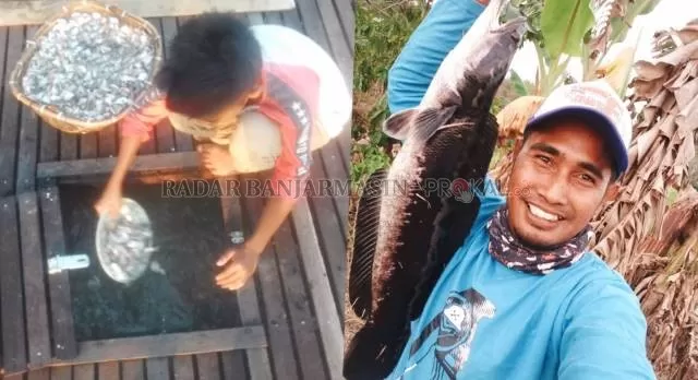 PELUANG: Budi daya ikan gabus dan toman kini jadi peluang ekonomi menjanjikan di Kabupaten Hulu Sungai Utara. | Foto: Akbar/Radar Banjarmasin