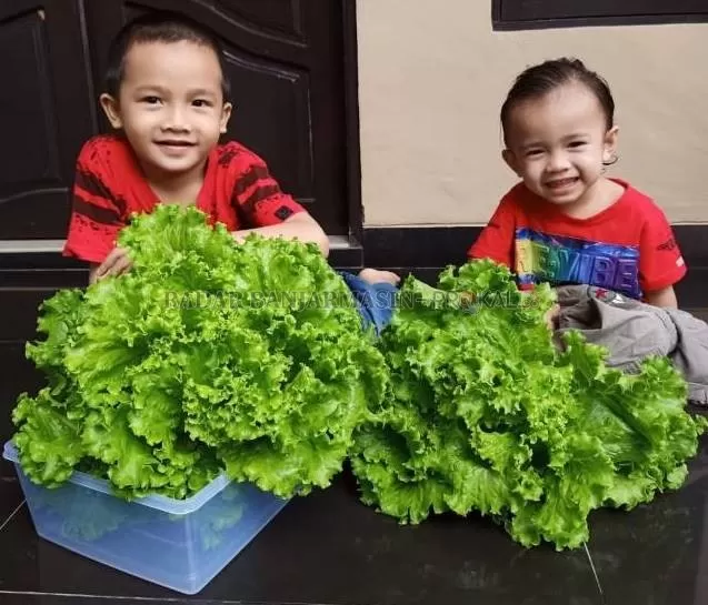 PELUANG BISNIS: Deny Perdana berkebun sayuran hidroponik untuk mengisi waktu WFH, dan ternyata berhasil menambah pendapatan keluarga. | Foto: Muhammad Akbar Radar Banjarmasin