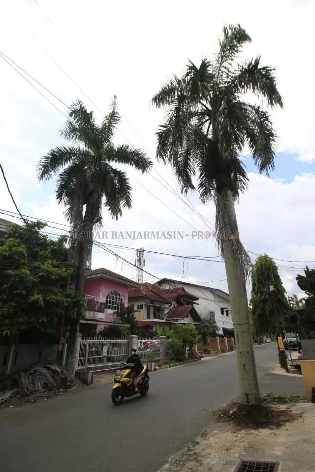 DITAKUTKAN TUMBANG: Pohon palem di ruas jalan Komplek Citra Megah Raya I dikhawatirkan tumbang karena bagian batang sudah terlihat lapuk. | Foto: Muhammad Rifani/Radar Banjarmasin