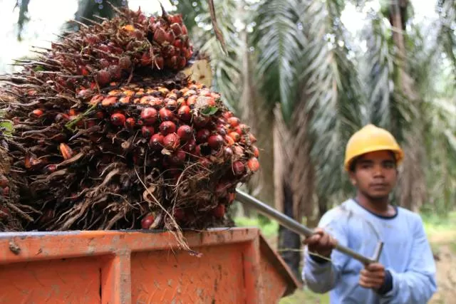 MULAI NAIK: Petani memuat buah sawit segar ke dalam truk. Harga sawit perlahan mulai membaik. | FOTO: DOK/PROKAL