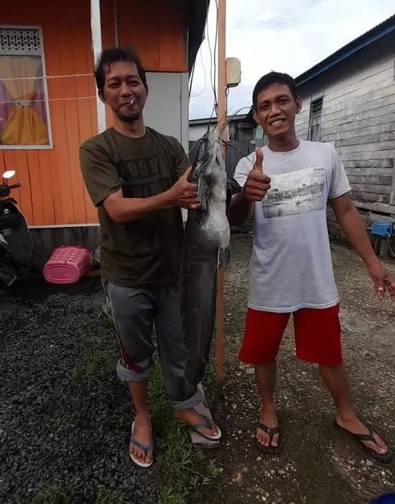 TERJEPIT: Ikan lele jumbo yang ditangkap warga Handil Bakti, Batola, kemarin. | FOTO: WARGA FOR RADAR BANJARMASIN