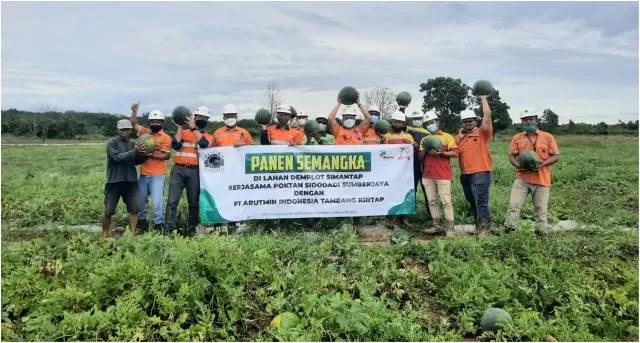 PANEN PERDANA: Arutmin Kintap dan mitra kerja bersama Poktan Sidodadi Desa Sumberjaya panen perdana semangka dan jagung. | FOTO: ARUTMIN FOR RADAR BANJARMASIN