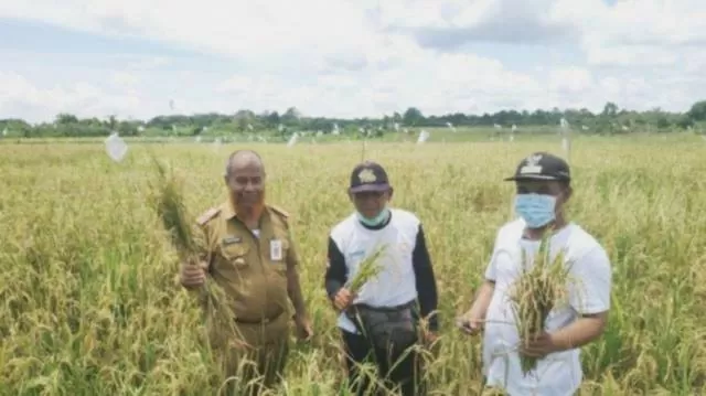 PANEN: Suasana panen padi di Pagatan, Tanah Bumbu. Pemerintah daerah terus berupaya meningkatkan pendapatan petani di daerah ini