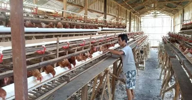 MASIH SELAMAT: Salah satu peternakan ayam petelur di Desa Haliau RT 3 RW 3 Kecamatan Batu Benawa yang selamat dari banjir. Kala itu air tidak sampai naik ke kandang, cuma menggenang di area kandang saja. | Foto: Mahfuzah For Radar Banjarmasin
