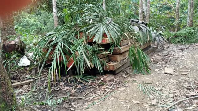 DISEMBUNYIKAN: Tumpukan kayu yang diduga hasil illegal logging ditutupi daun-daun. Diduga tumpukan kayu ini berada di Kecamatan Hantakan, Hulu Sungai Tengah. | FOTO: ISTIMEWA