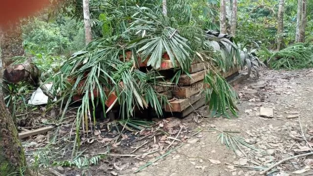 DISEMBUNYIKAN: Tumpukan kayu yang diduga hasil illegal logging ditutupi daun-daun di Kecamatan Hantakan, Hulu Sungai Tengah. | Foto: Dokumen Radar Banjarmasin