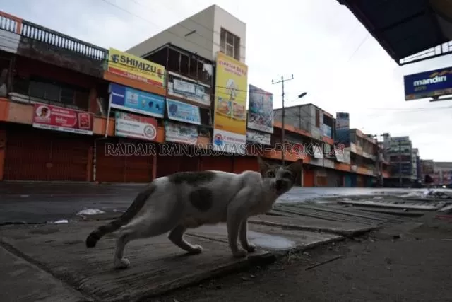 KUCING LIAR: Potret kucing liar di kawasan Pasar Sudimampir Raya, Banjarmasin Tengah. Pelaku pembunuhan puluhan kucing yang viral itu masih misterius. | Foto: WAHYU RAMADHAN/RADAR BANJARMASIN