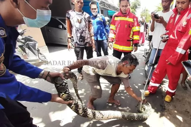TANGKAP: Warga Sungai Andai dan Rescue Damkar Banjarmasin mengevakuasi ular yang meresahkan permukiman di sana. | FOTO: WAHYU RAMADHAN/RADAR BANJARMASIN