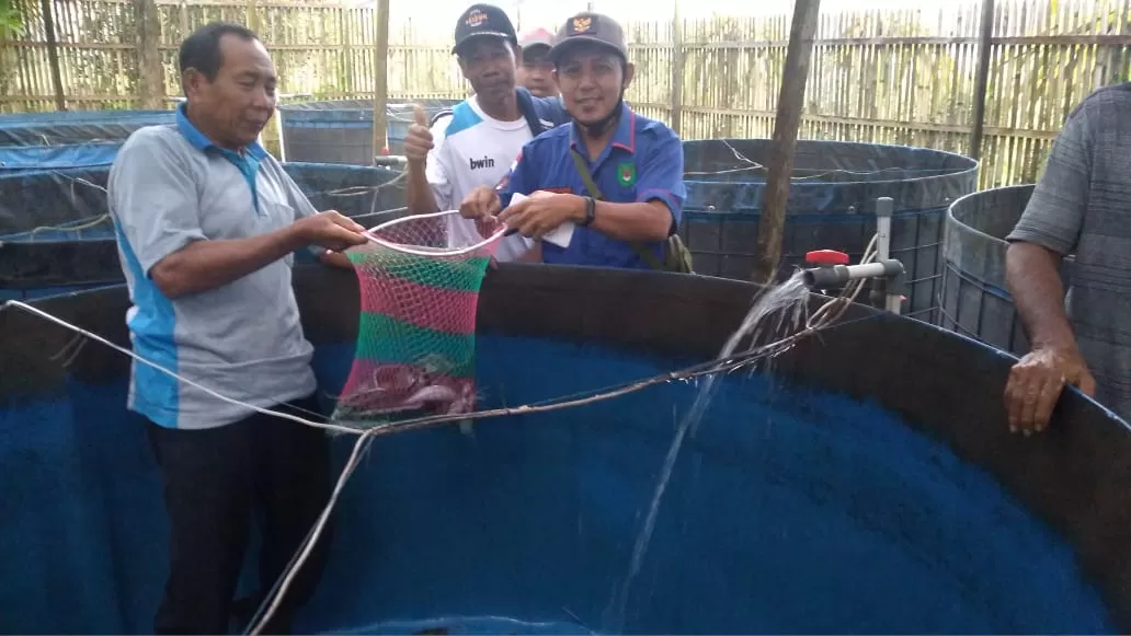 PERDANA: Kelompok Banyu Urip Desa Geronggang Kecamatan Kelumpang Tengah Kabupaten Kotabaru sukses melaksanakan panen perdana ternak lele dengan sistem bioflok.