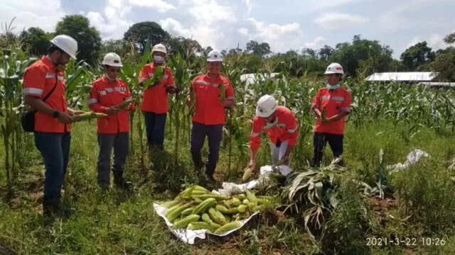 PANEN PERDANA: Demontration Plot (Demplot) Dahlia Arutmin panen jagung perdana tanaman jagung manis, Senin (22/3) tadi.