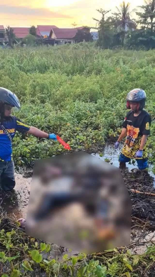 Ditemukan tubuh manusia tertimbun semak belakar di sebuah padang rawa di ujung Gang Serai, Jalan Gatot Subroto RT 34 Banjarmasin Timur.