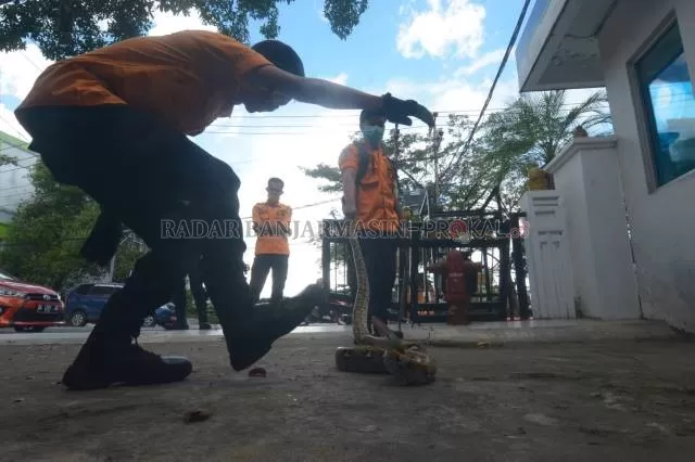 ATRAKSI: Inilah ular piton seberat tiga kilogram yang diamankan BPBD dari kantor Kelurahan Pemurus Dalam, kemarin (14/6). | FOTO: WAHYU RAMADHAN/RADAR BANJARMASIN