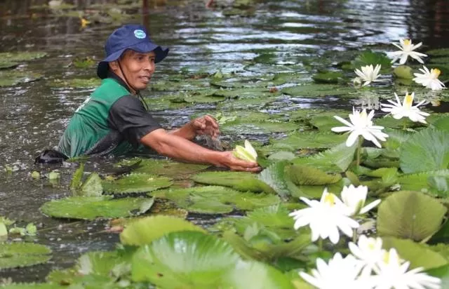 CANTIK: Komunitas Teratai beraksi di sungai-sungai Banjarmasin. Di tengah normalisasi sungai yang digalakkan pemko, perhatian para pencinta lingkungan sangat membantu. | FOTO: KOMUNITAS TERATAI FOR RADAR BANJARMASIN