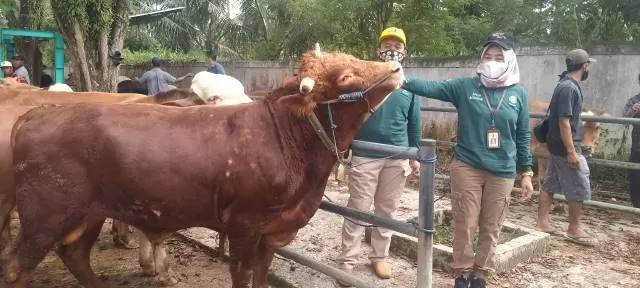 SUDAH AMAN: Kepala Disbunnak Kalsel Suparmi saat memeriksa hewan kurban di salah satu peternak Kalsel, beberapa waktu lalu. Mereka memastikan stok hewan kurban saat ini sudah aman. | FOTO: DISBUNNAK KALSEL